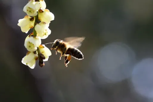 Les abeilles sont-elles des droguées ?
