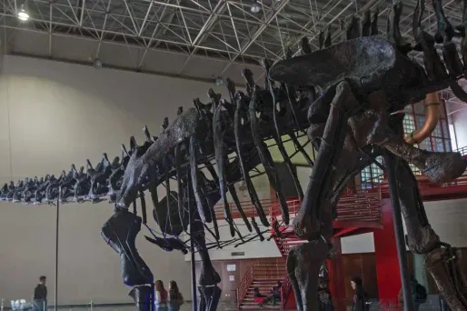 Oui, le brontosaure a bien existé