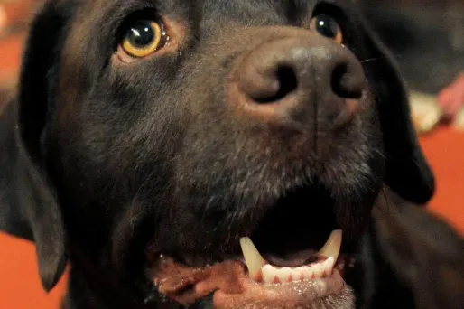 Traquer les maîtres grâce aux crottes de chiens, c'est possible