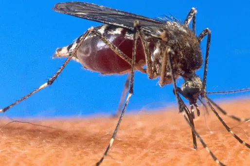 Vaccin anti-paludisme : une protection réelle mais limitée