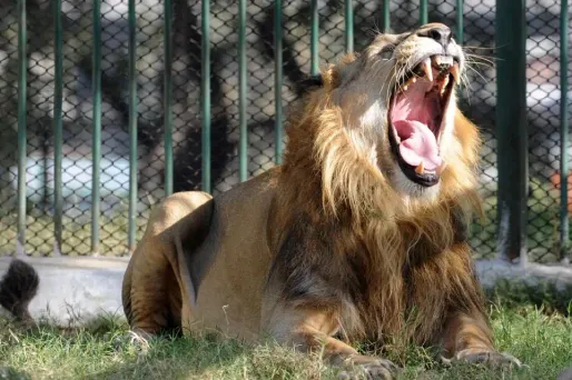 Un lion, félin, fauve.