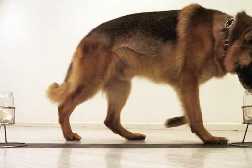 Les chiens "renifleurs" de cancer, une solution crédible ?