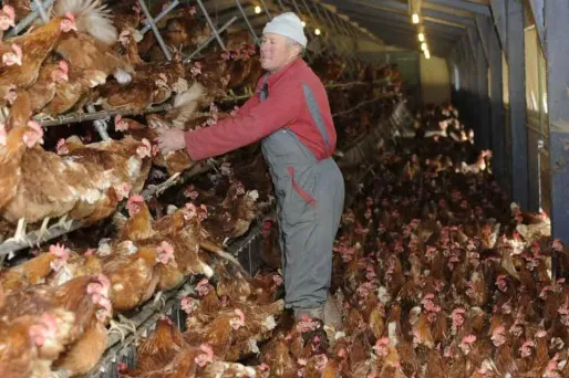 poulets volailles industrie élevage 1280