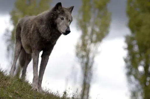 Loup illustration AFP