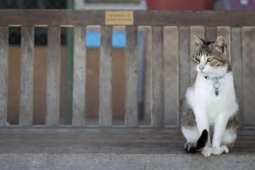 Chat - FLORIAN CHOBLET / AFP - 1280x640