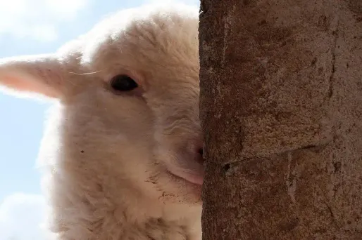 Polémique "Agneau méduse" : au fait, pourquoi une méduse ?