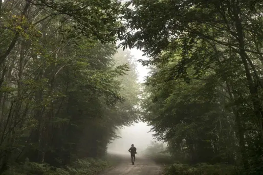 Foret illustration AFP 1280