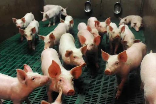 13.08.Porc.elevage.cochon.FRED TANNEAU  AFP.1280.640