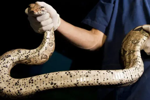 Un boa constrictor, serpent