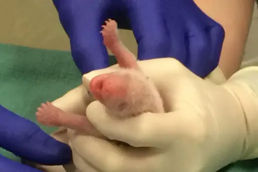 Zoo de Washington : l’un des bébés pandas est mort