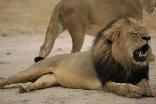 Le lion Jericho, faux frère de Cecil, est bien vivant