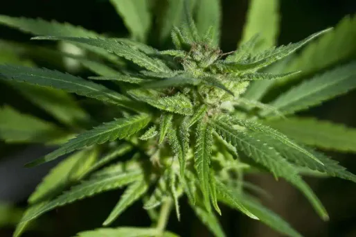 Narbonne : un bébé d'un an ingère un mégot de cannabis