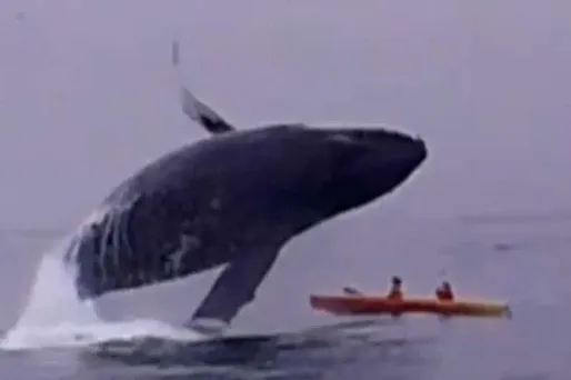 Une baleine saute sur un kayak, 1280x640