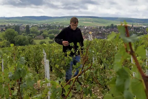 Vin : en Bourgogne, "un très grand millésime" attendu en 2015