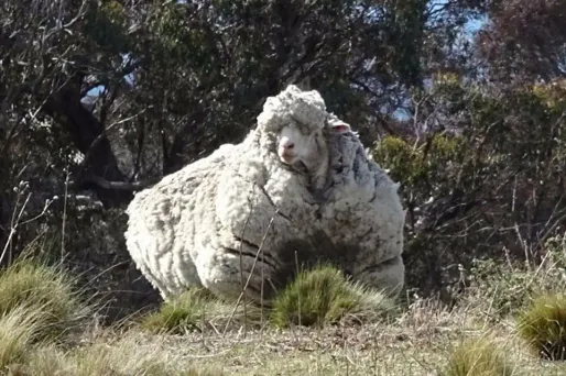 Le mouton Chris a perdu sa toison de laine