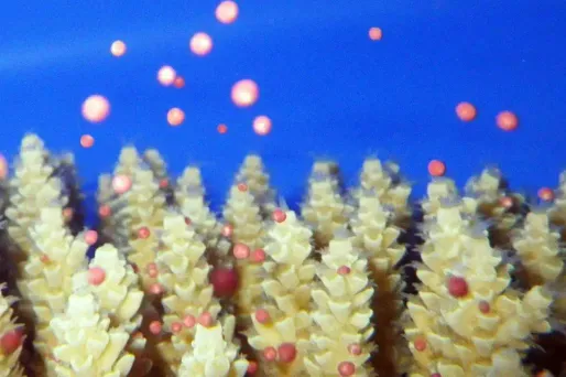 corail australie 1280x640