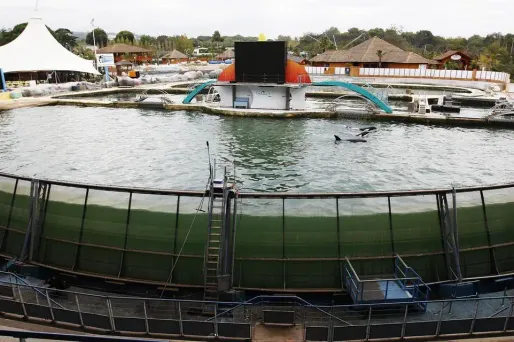 Marineland : l'orque Valentin est morte d'une "torsion de l'intestin"