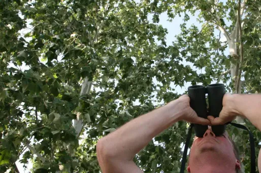 Un scientifique qui cherche 20 ans durant un oiseau rare, le découvre… et le tue