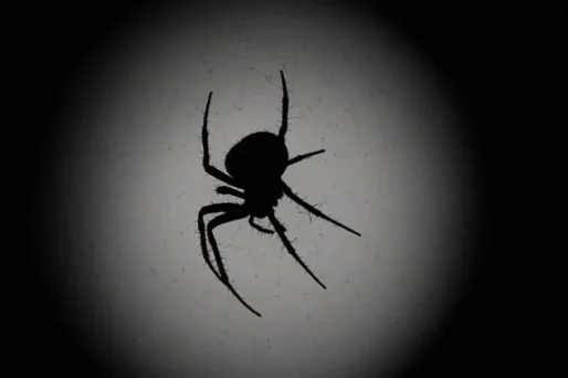 Une araignée, 1280x640