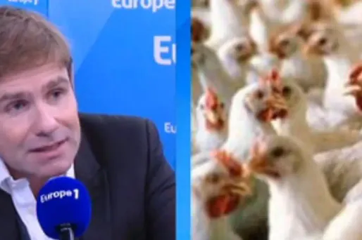 Grippe aviaire : quels sont les risques ?