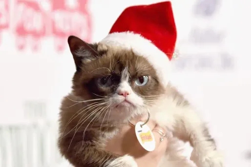 Allemagne : une famille retrouve son chat disparu depuis sept ans