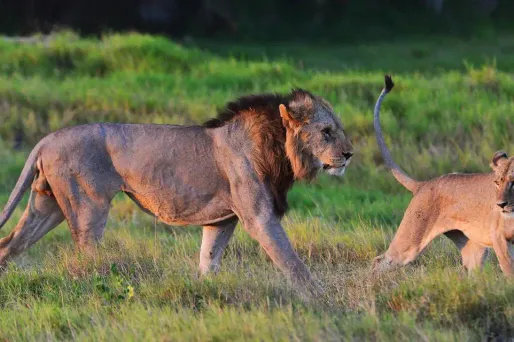 Image d'illustration