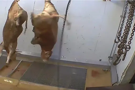 Abattoir d'Alès : phase de test pour un "redémarrage progressif"