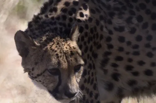 Canada : un guépard avec un foulard égaré dans la neige