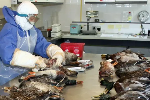 Les canards de cet élevage "feront l'objet d'un abattage total, et les bâtiments seront nettoyés et désinfectés".