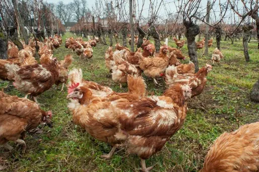 La grippe aviaire s'étend à la Haute-Vienne