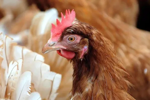 Grippe aviaire : interdiction d'exporter des oiseaux vivants de Dordogne