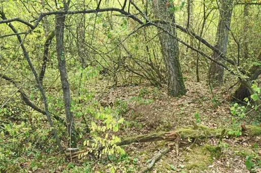 Parmi les "joyaux à préserver": les forêts de Fontainebleau (ci-dessus) et de Rambouillet.