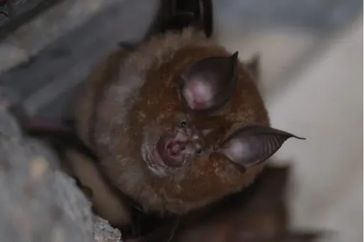 Les chauves-souris sont de retour en Europe