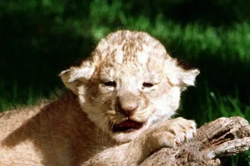 Le lionceau avait été vendu par la troupe d'un cirque de Saint-Pétersbourg, et portait des marques de mauvais traitement (Photo prétexte).