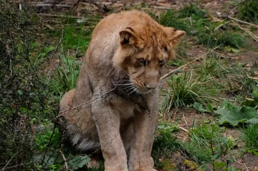 Lion au zoo de Londres, 1280x640