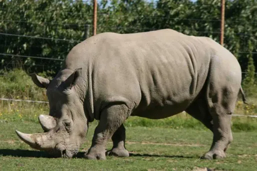 350.000 $ pour chasser un rhinocéros