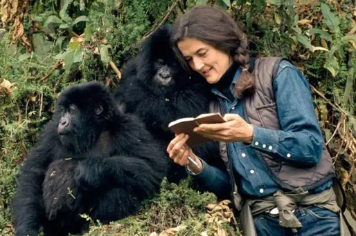 Dian Fossey partageant ses recherches lors d'un reportage de la National Geographic.