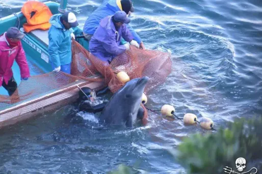 Japon : un massacre de dauphins filmé à Taiji
