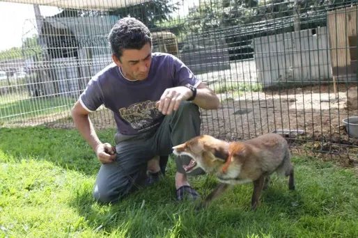 Zouzou le renard pourra rester avec sa famille