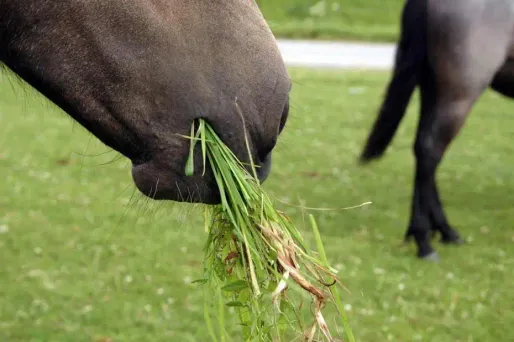 Le mystère du cheval sauvagement mutilé