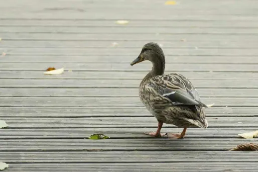 Maltraitance : après le chaton, le canard