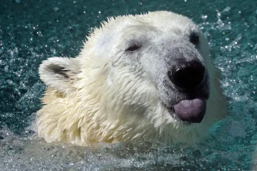 Même les ours polaires ont trop froid aux États-Unis