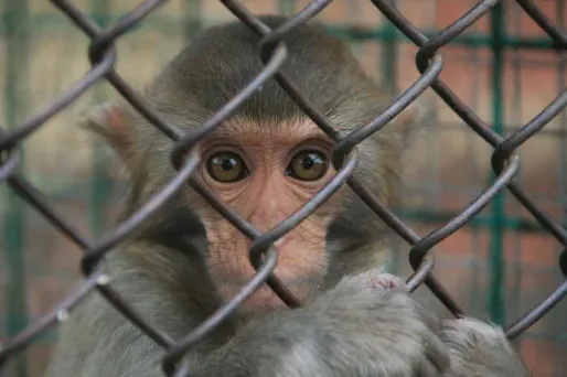 Paralysie : un singe actionne le bras d'un autre par la pensée