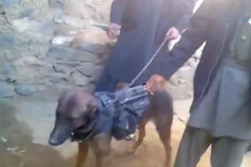 "Colonel", ce "chien de guerre" aux mains des talibans