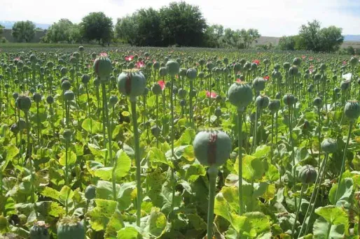 La Suisse importe 250 kilos d'héroïne chaque année. (Photo d'illustration)