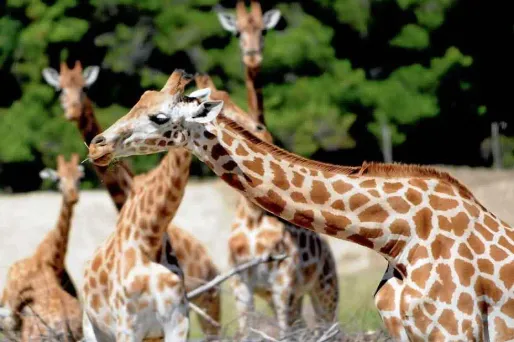 La Réserve africaine de Sigean accueille déjà plusieurs girafes.