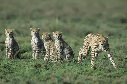 Guépard, requin, python : les chiffres du massacre