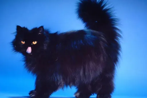 Il adoptait des chats pour les servir rôtis au dîner