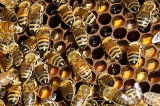La production de miel continue de chuter