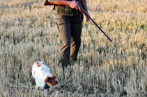 Landes : tué lors d'un accident de chasse